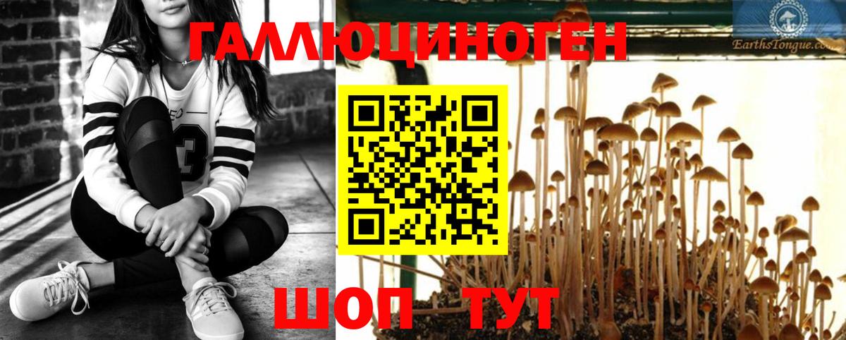 Галлюциногенные грибы прущие грибы Кандалакша